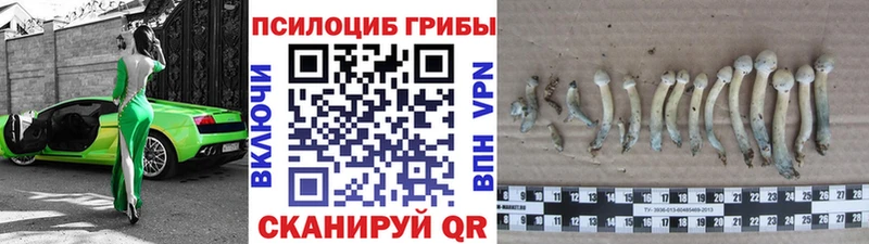 Купить Хвалынск Галлюциногенные грибы Psilocybine cubensis